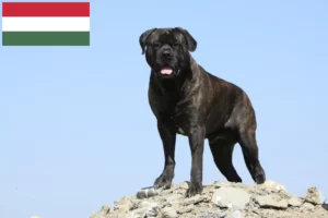 Детальніше про статтю Заводчики та цуценята бульмастифа в Угорщині