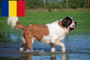 Детальніше про статтю Заводчики сенбернарів та цуценята в Румунії