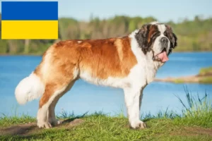 Детальніше про статтю Заводчики та цуценята сенбернарів в Україні