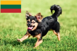 Детальніше про статтю Заводчики та цуценята чихуахуа в Литві