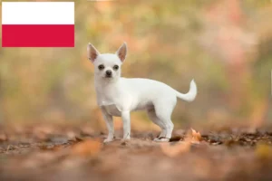 Детальніше про статтю Заводчики чихуахуа та цуценята в Польщі