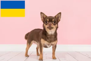 Детальніше про статтю Заводчики та цуценята чихуахуа в Україні