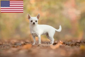 Детальніше про статтю Заводчики та цуценята чихуахуа в США
