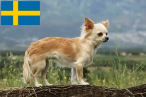 Детальніше про статтю Заводчики чихуахуа та цуценята у Швеції