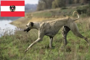 Детальніше про статтю Заводчики та цуценята слаухі в Австрії
