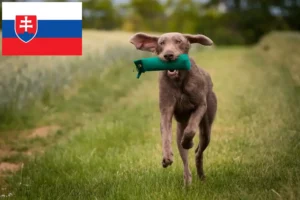 Детальніше про статтю Заводчики і цуценята словацьких жорсткошерстих бороданів у Словаччині
