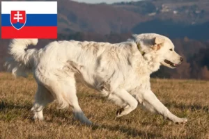 Детальніше про статтю Заводчики і цуценята словенського кувака у Словаччині