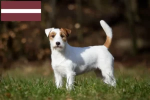 Детальніше про статтю Заводчики та цуценята джек расселів у Латвії