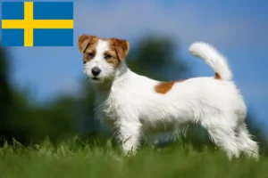 Детальніше про статтю Заводчики та цуценята джек расселів у Швеції