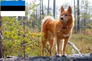 Детальніше про статтю Заводчики та цуценята фінншпіців в Естонії