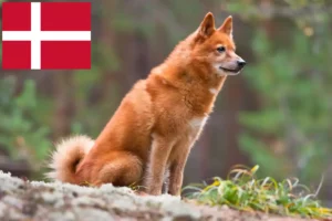 Детальніше про статтю Заводчики та цуценята фінншпіців у Данії