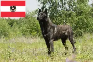 Детальніше про статтю Заводчики та цуценята голландського гердершона в Австрії