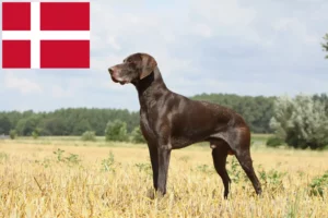 Детальніше про статтю Заводчики та цуценята німецьких короткошерстих собак у Тюрингії
