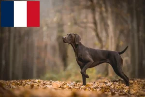 Детальніше про статтю Заводчики та цуценята німецьких короткошерстих у Франції