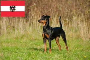 Детальніше про статтю Заводчики та цуценята німецьких пінчерів в Австрії