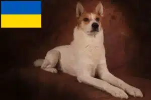 Детальніше про статтю Заводчики і цуценята норботтеншпіців в Україні