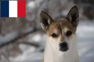Детальніше про статтю Заводчики норвезьких лундехундів і цуценята у Франції