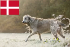 Детальніше про статтю Заводчики та цуценята ірландського вовкодава в Данії