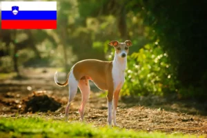 Детальніше про статтю Італійські заводчики вітрогонів і цуценята в Словенії