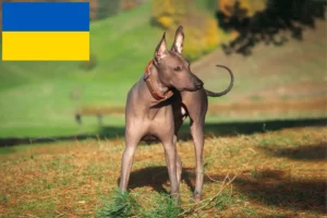 Детальніше про статтю Заводчики та цуценята ксоло в Україні