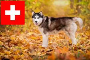Детальніше про статтю Заводчики та цуценята хаскі у Швейцарії