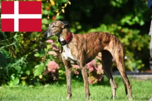 Детальніше про статтю Заводчики хортів і цуценята в Данії