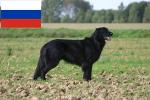 Детальніше про статтю Заводчики ховавартів і цуценята в Росії