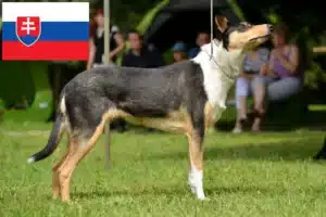 Детальніше про статтю Заводчики та цуценята коллі у Словаччині