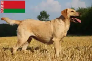 Детальніше про статтю Заводчики лабрадорів і цуценята в Білорусі