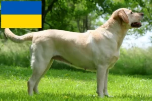 Детальніше про статтю Заводчики лабрадорів та цуценята в Україні