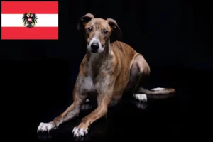 Детальніше про статтю Заводчики та цуценята мадярського агара в Австрії
