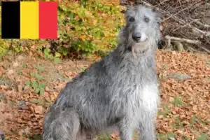 Детальніше про статтю Заводчики та цуценята оленячих хортів у Бельгії