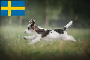 Детальніше про статтю Заводчики і цуценята бассет-гріффон венден у Швеції