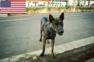 Детальніше про статтю Заводчики і цуценята риджбека Фу Куок у США
