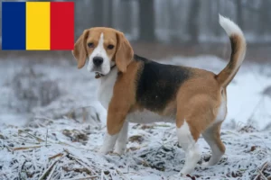Детальніше про статтю Заводчики та цуценята біґлів у Румунії