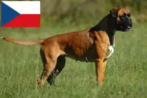 Детальніше про статтю Заводчики та цуценята боксерів у Чехії
