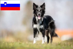 Детальніше про статтю Заводчики та цуценята бордер-коллі в Словенії