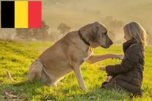 Детальніше про статтю Заводчики та цуценята брохольмів у Бельгії