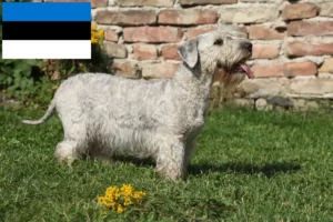 Детальніше про статтю Заводчик чеського тер’єра та цуценята в Естонії