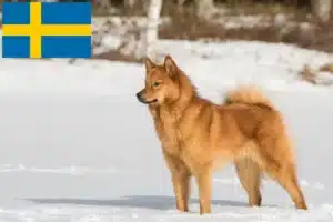 Детальніше про статтю Заводчики та цуценята фінншпіців у Швеції