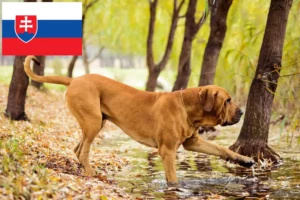 Детальніше про статтю Заводчики та цуценята Fila Brasileiro у Словаччині