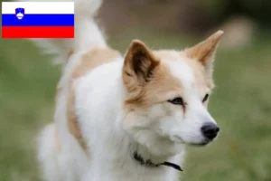 Детальніше про статтю Заводчики і цуценята норботтеншпіців у Словенії