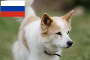 Детальніше про статтю Заводчики і цуценята норботтеншпіців у Росії