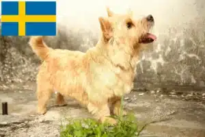 Детальніше про статтю Заводчики та цуценята норвіч-тер’єрів у Швеції