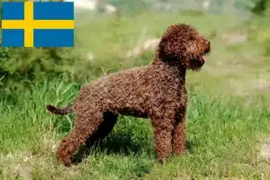 Детальніше про статтю Заводчики та цуценята лаготто романьоло у Швеції