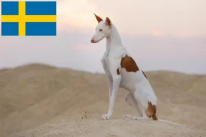 Детальніше про статтю Заводчики та цуценята поденко у Швеції