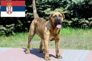 Детальніше про статтю Заводчики і цуценята собак породы Presa Canario у Сербії