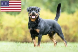 Детальніше про статтю Заводчики та цуценята ротвейлерів у США