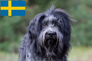 Детальніше про статтю Заводчики та цуценята шапендосів у Швеції