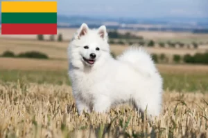 Детальніше про статтю Заводчики шпіців і цуценята в Литві